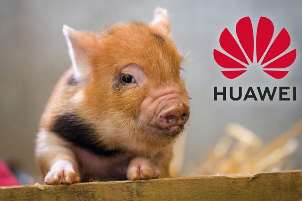 Huawei chăn nuôi lợn
