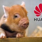 Huawei chăn nuôi lợn